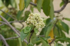 Pittosporum neelgherrense